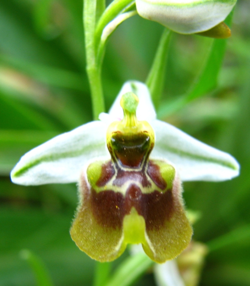 Ophrys fusca s.l. , O. garganica, Orchis lactea e...